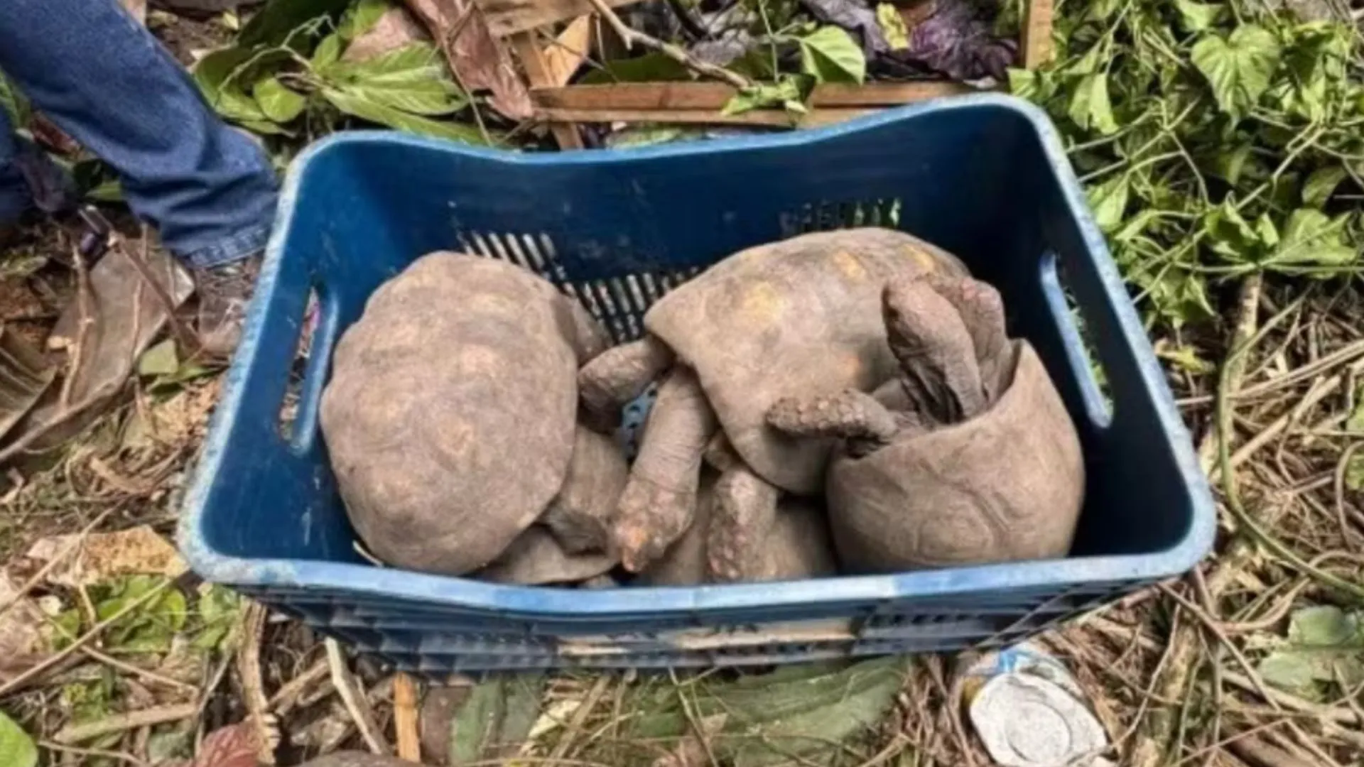 Cerca de 100 jabutis são resgatados em casa abandonada em Conceição do Jacuípe