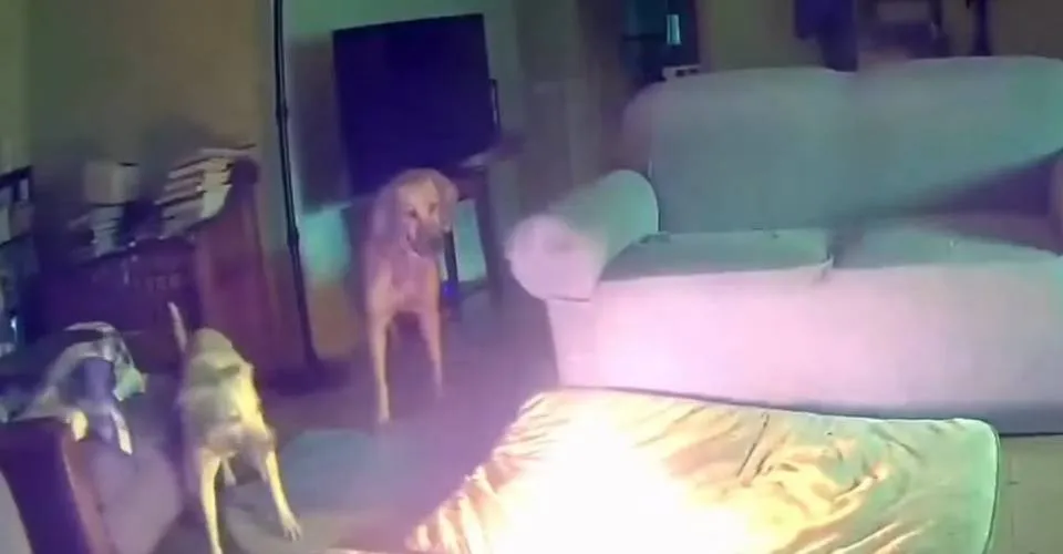 Cachorro incendeia casa após mastigar carregador portátil; veja vídeo