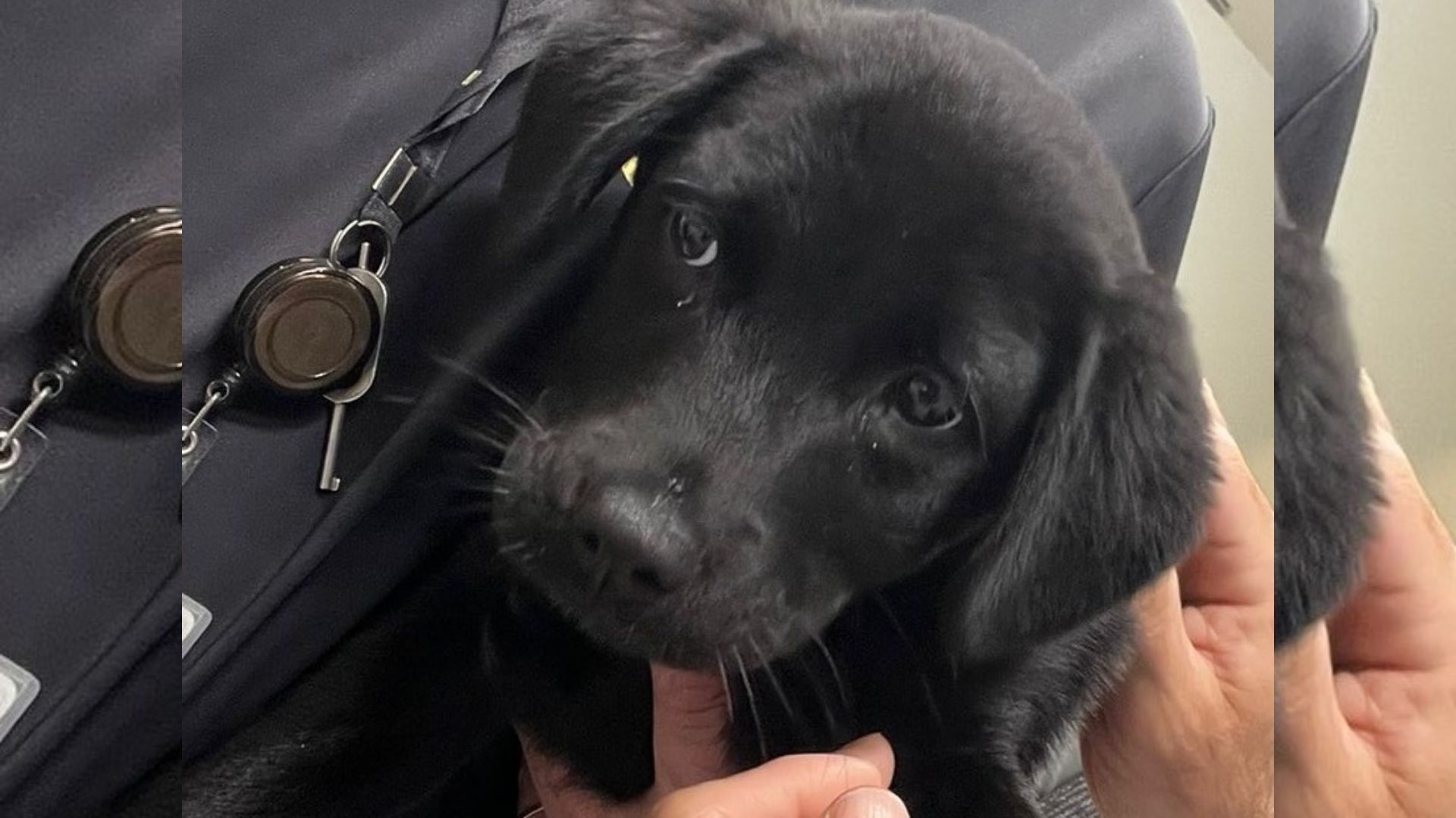Cachorrinha de três meses foi adotada por funcionário do aeroporto | Foto: redes sociais