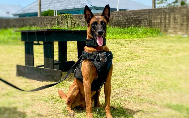 O uso de c&atilde;es farejadores conseguem identificar subst&acirc;ncias il&iacute;citas em locais altamente camuflados/Foto: Tamires Rescinho/Ascom/SEGUP