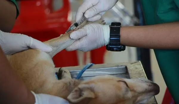 Prefeitura abre licitação para implantação do primeiro hospital veterinário público de Salvador