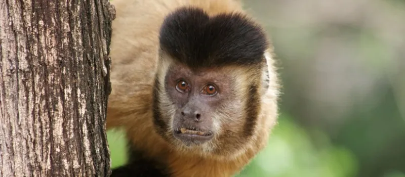 “Não precisa matar macaco”, diz subsecretário de saúde sobre contágio de animais em Salvador