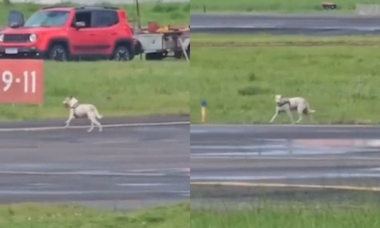 Cachorro invade pista e atrasa pouso em aeroporto na Bahia.Foto: Reprodução