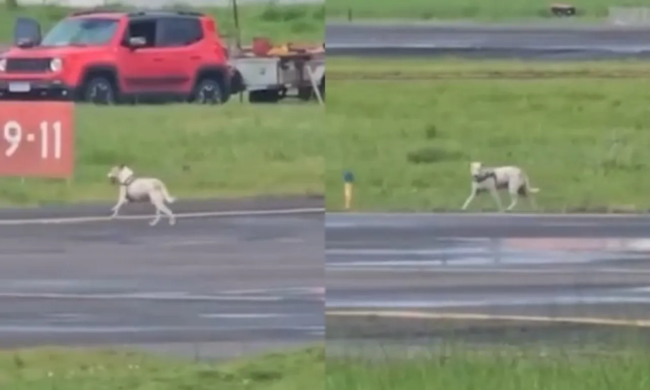 Cachorro invade pista e atrasa pouso em aeroporto na Bahia; assista