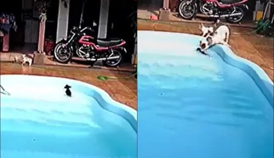 Pitbull salva “irmão” chihuahua de afogamento após pequeno cair em piscina