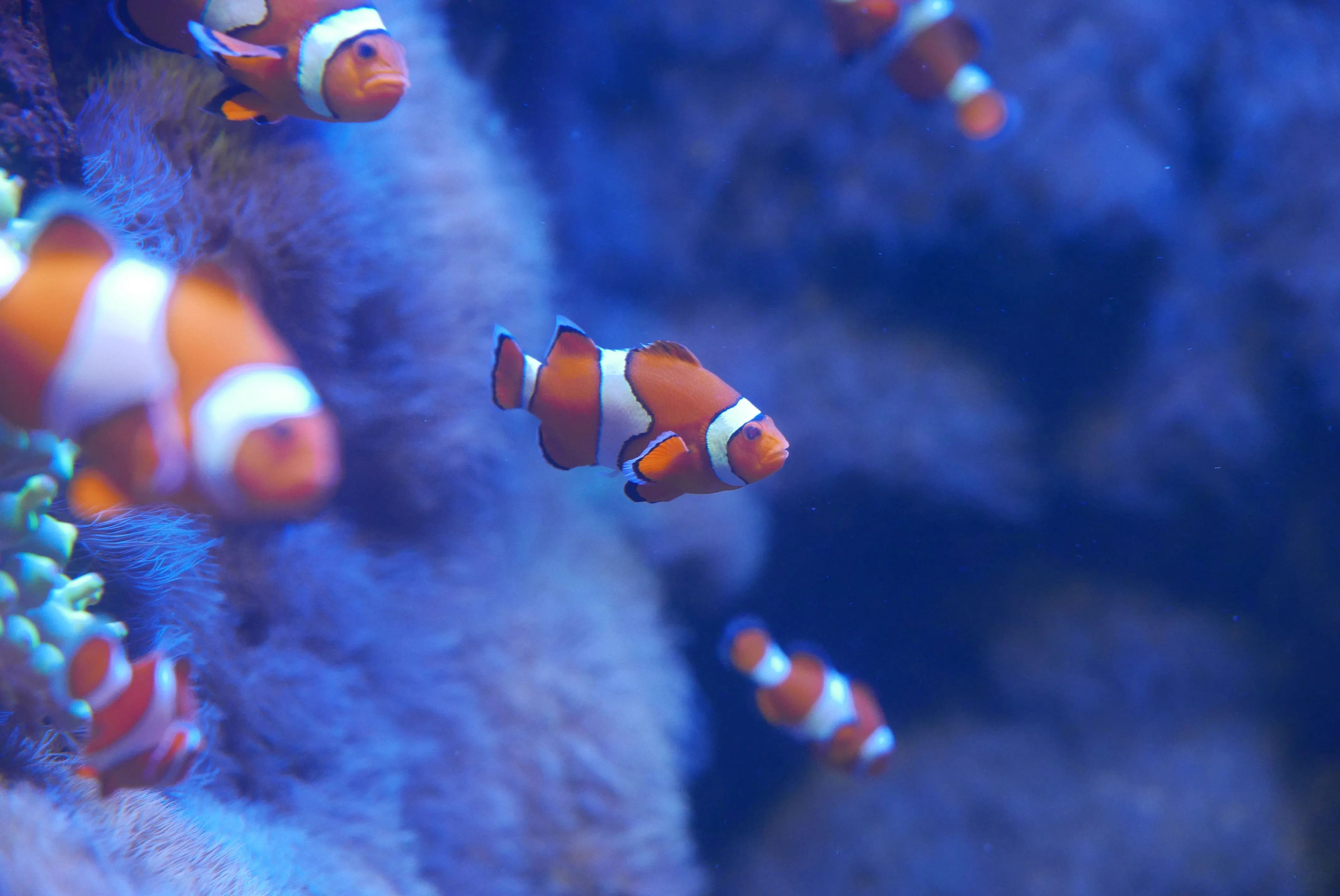 Aqua Salvador: novo aquário reúne espécies marinhas no Parque das Dunas