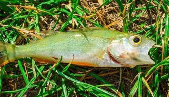 Tá chovendo, peixe! O dia em que a população de uma cidade viu moradores marinhos caindo do céu; entenda 