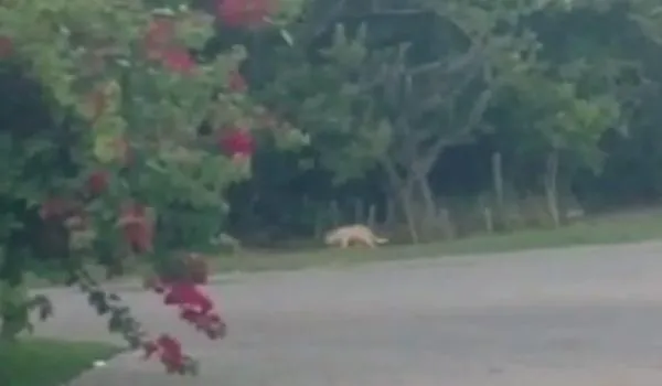 "Onça" de Praia do Forte na verdade é um gato; entenda essa história
