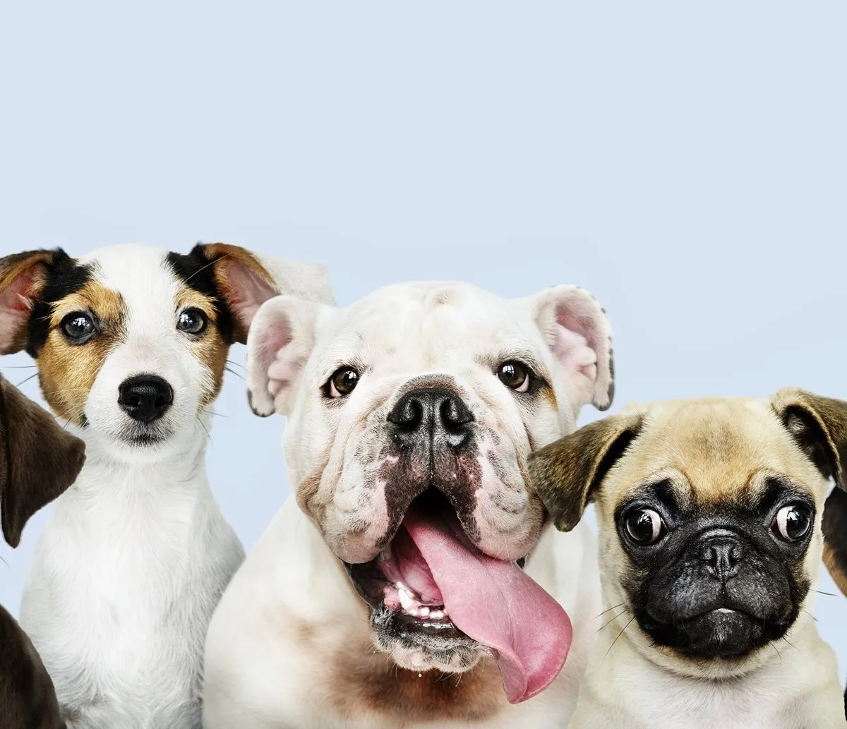 Atenção, pais de pet! Vacinação gratuita contra raiva é realizada em festividades de Santa Dulce