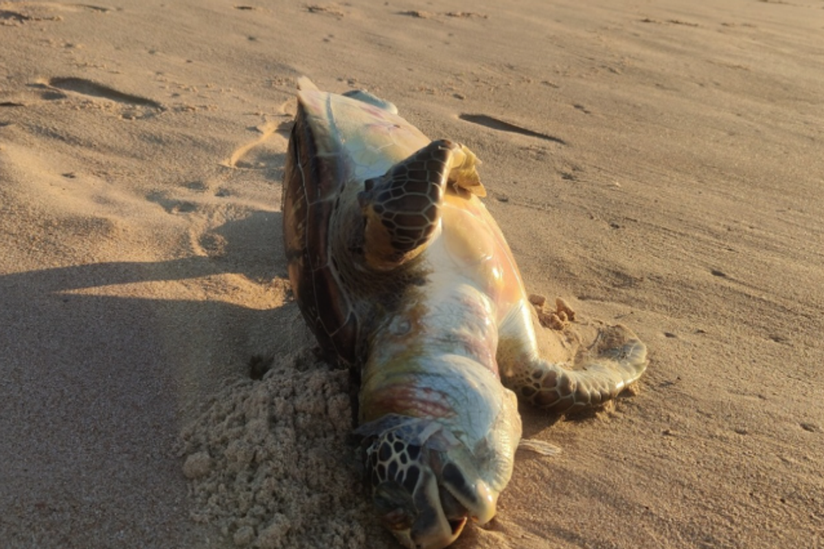 Tartaruga Encontrada Morta Em Praia De Salvador