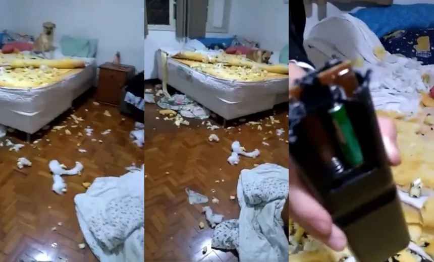 Tranquilo na cena do "crime": conheça Chico, o cachorro que destruiu o quarto da dona e viralizou