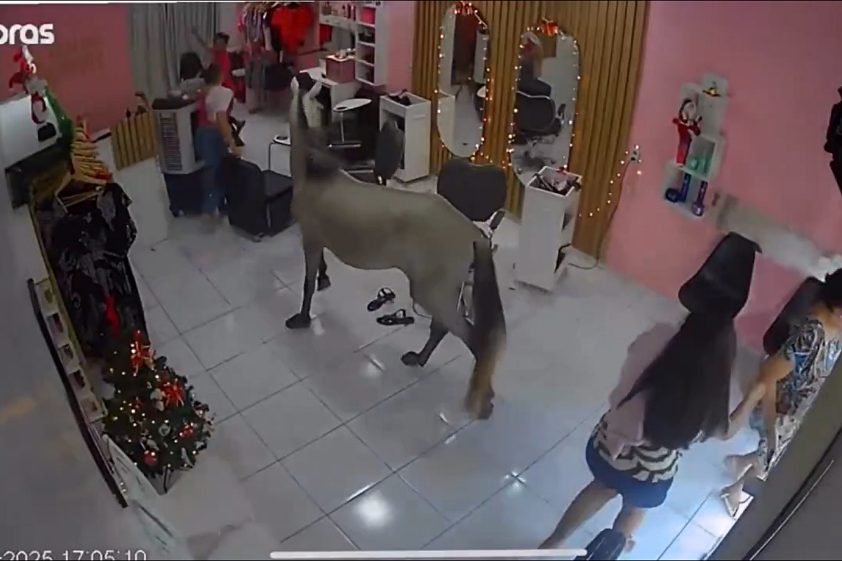 O cavalo invadiu um salão de beleza em Teresina, no Piauí. Foto: Redes Sociais