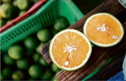 Laranja Da Bahia