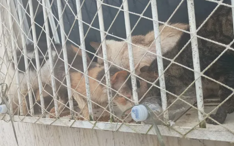 Pol&iacute;cia ambiental resgata 28 gatos v&iacute;timas de maus-tratos em Salvador.| Foto: PC