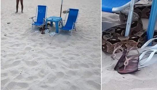 Cobra com mais de dois metros é encontrada na mesma praia onde jacaré já foi achado em Salvador  