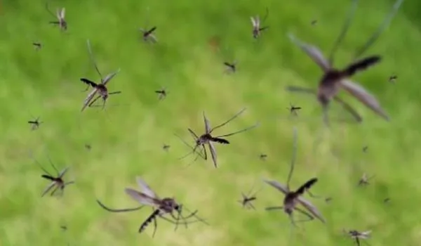 Casos de dengue grave aumentam em quase 170% na Bahia