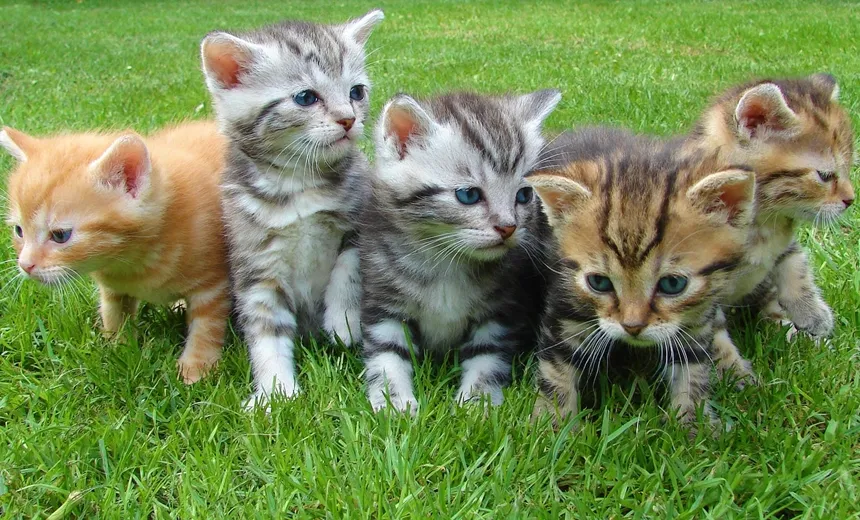 Feira reúne atrações para família e animais neste fim de semana, no Imbuí