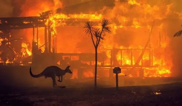 Quase meio bilhão de animais morrem em decorrência de incêndios na Austrália