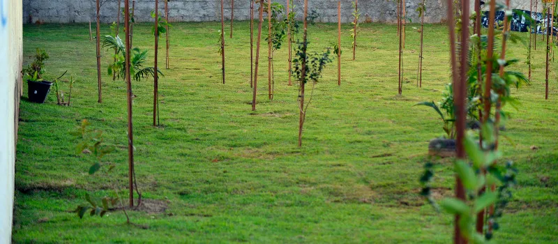 FRUTO PERMITIDO: Praça de Stella Maris será transformada em pomar com 105 árvores frutíferas