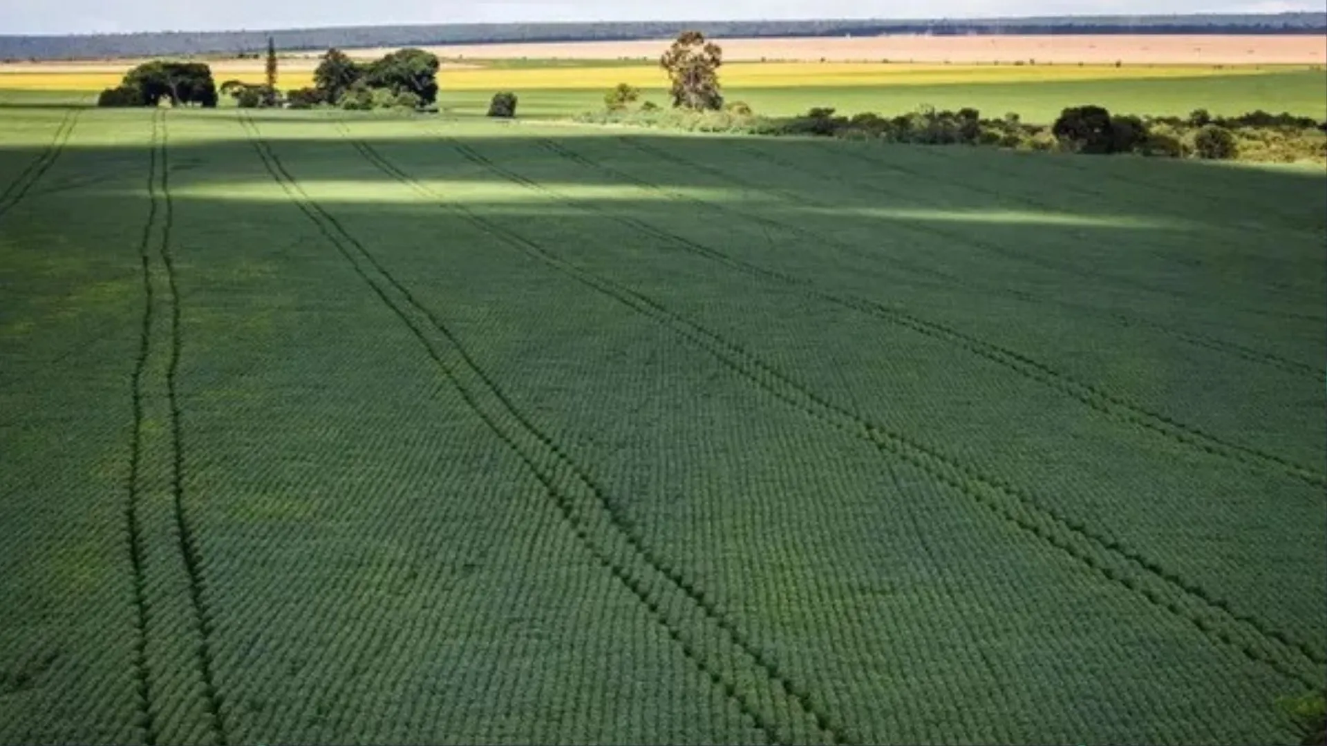 Bahia em alerta: tensão entre EUA, Israel e Irã acende sinal no agronegócio