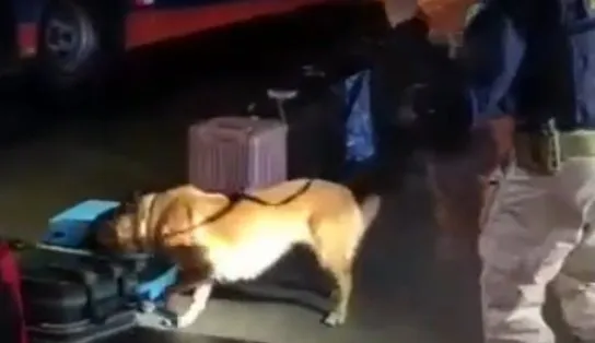 Cão policial encontra drogas dentro de bagageiro em ônibus que trafegava por Feira de Santana 