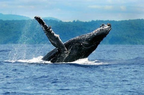 27 Baleias São Observadas Em Um Único Dia No Mar De Salvador