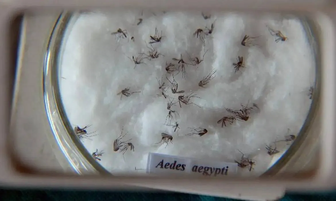 Dengue: terceira morte pela doença é registrada na Bahia