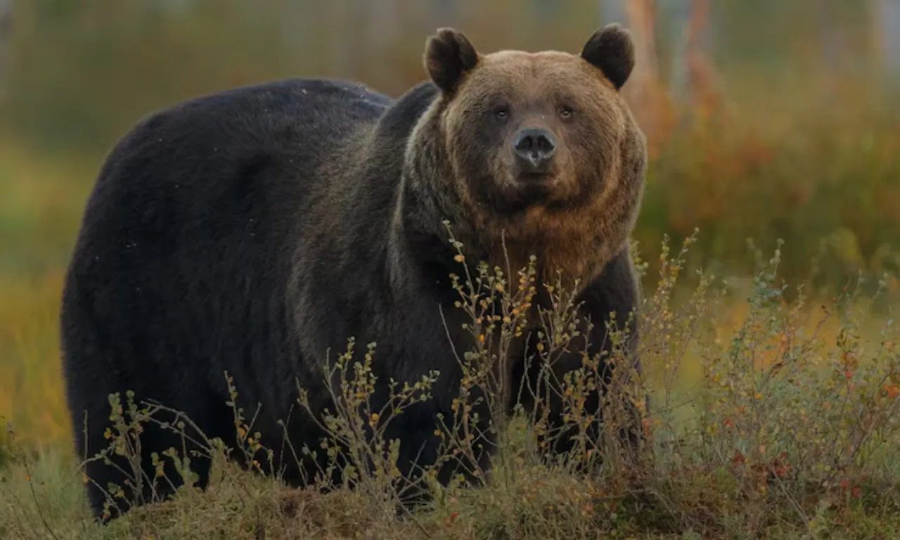 País europeu autoriza consumo de carne de urso; entenda