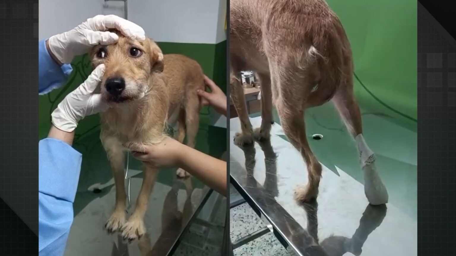 Cadelinha Aurora Foi Atingida Por Uma Bala Perdida Enquanto Estava No Quintal De Casa, Em Irajá, Na Zona Norte. Foto Reprodução