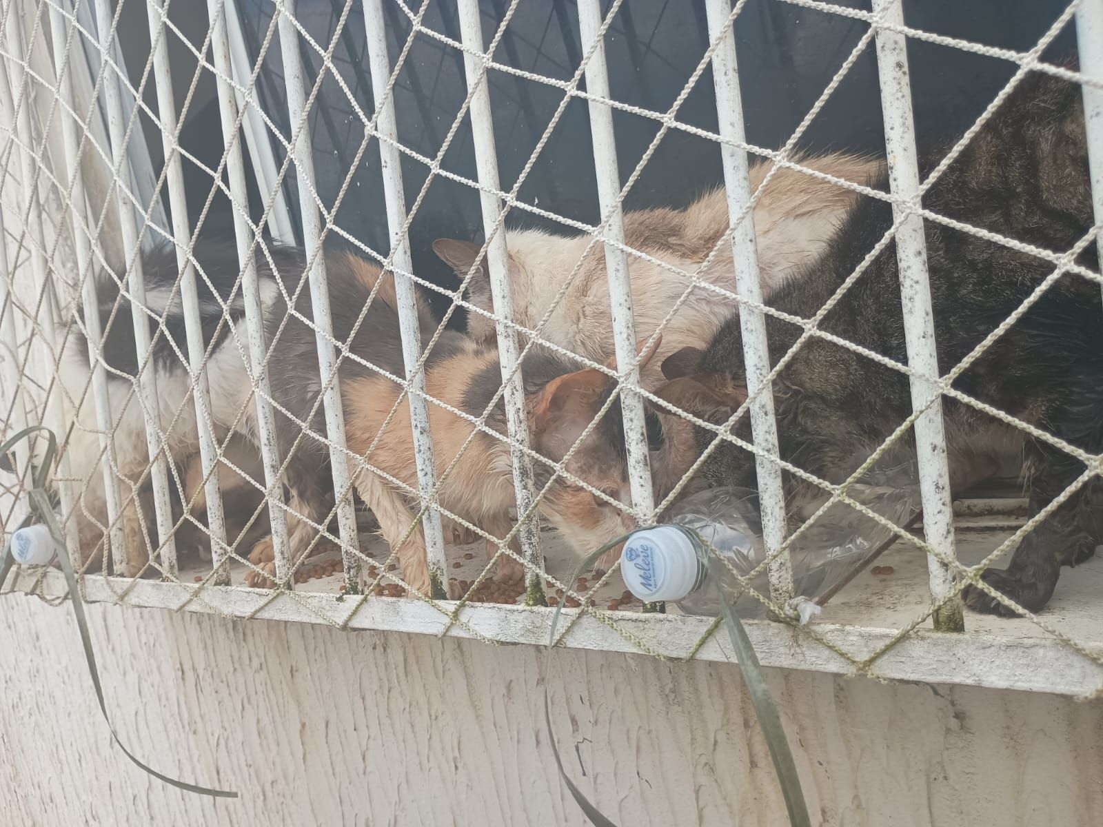 Gatinhos Abandonados Piraja