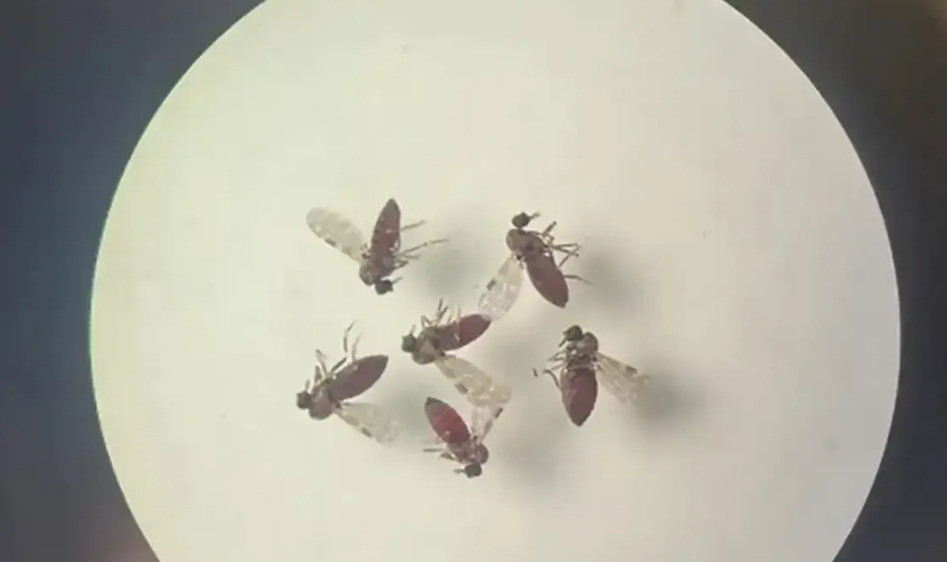 Febre do Oropouche é uma arbovirose. Foto: Agência Brasil