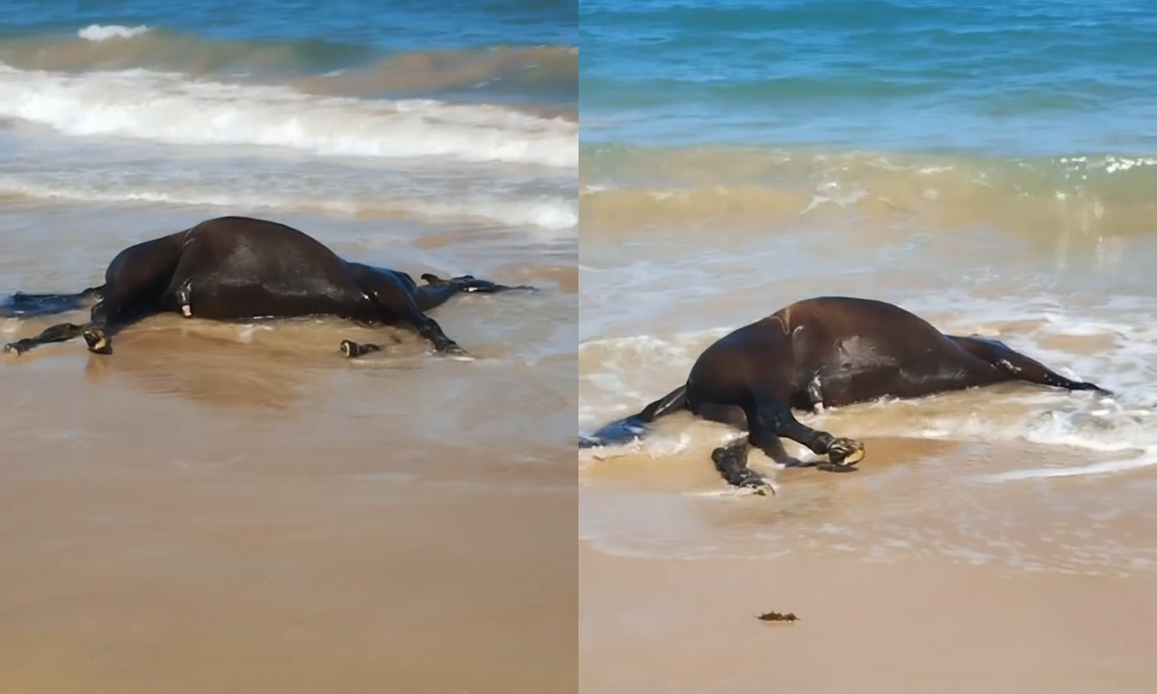 Cavalo &eacute; encontrado morto em praia de Vera Cruz. Foto: Redes sociais | Laz&aacute;ro Imagens