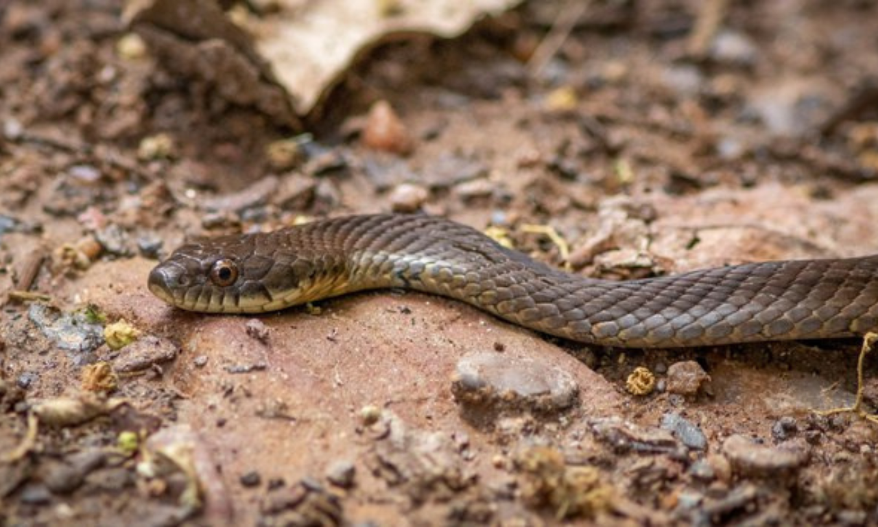Jovem é salvo por PMs após picada de cobra. Foto: Divulgação | Gov