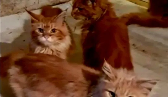 Mulher russa tem corpo comido por seus 20 gatos após morrer em casa