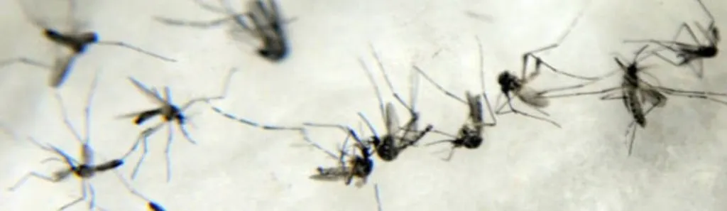 AEDES AEGYPTI: Entidades criticam lei que prevê pulverização aérea de inseticida contra o mosquito