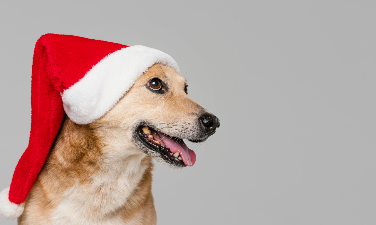 Fogos, ceia e visitas: como proteger os pets nas festas de fim de ano.Foto: Freepik