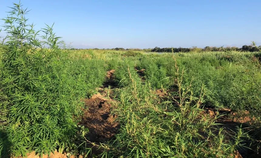 Polícia encontra e erradica nove toneladas de maconha na cidade de Abaré