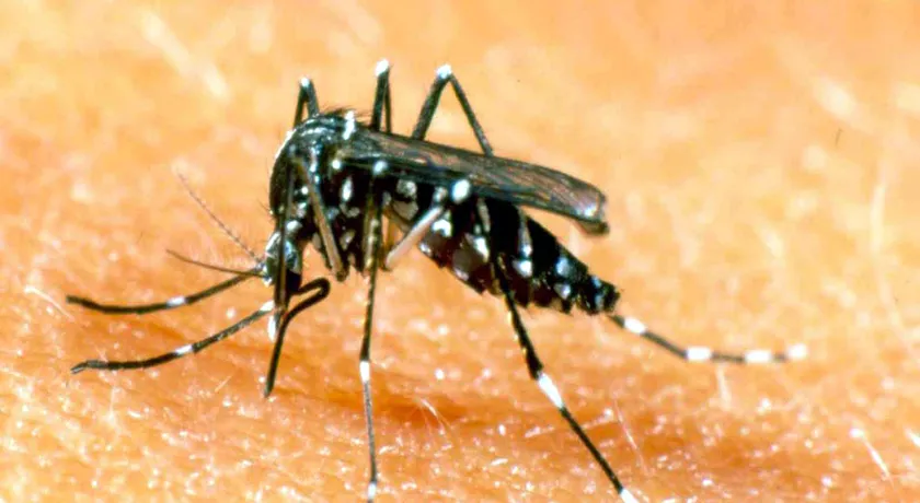 Secretaria de Saúde descarta suspeita de dengue hemorrágica como causa da morte de jovem em Itabuna, no sul do Estado