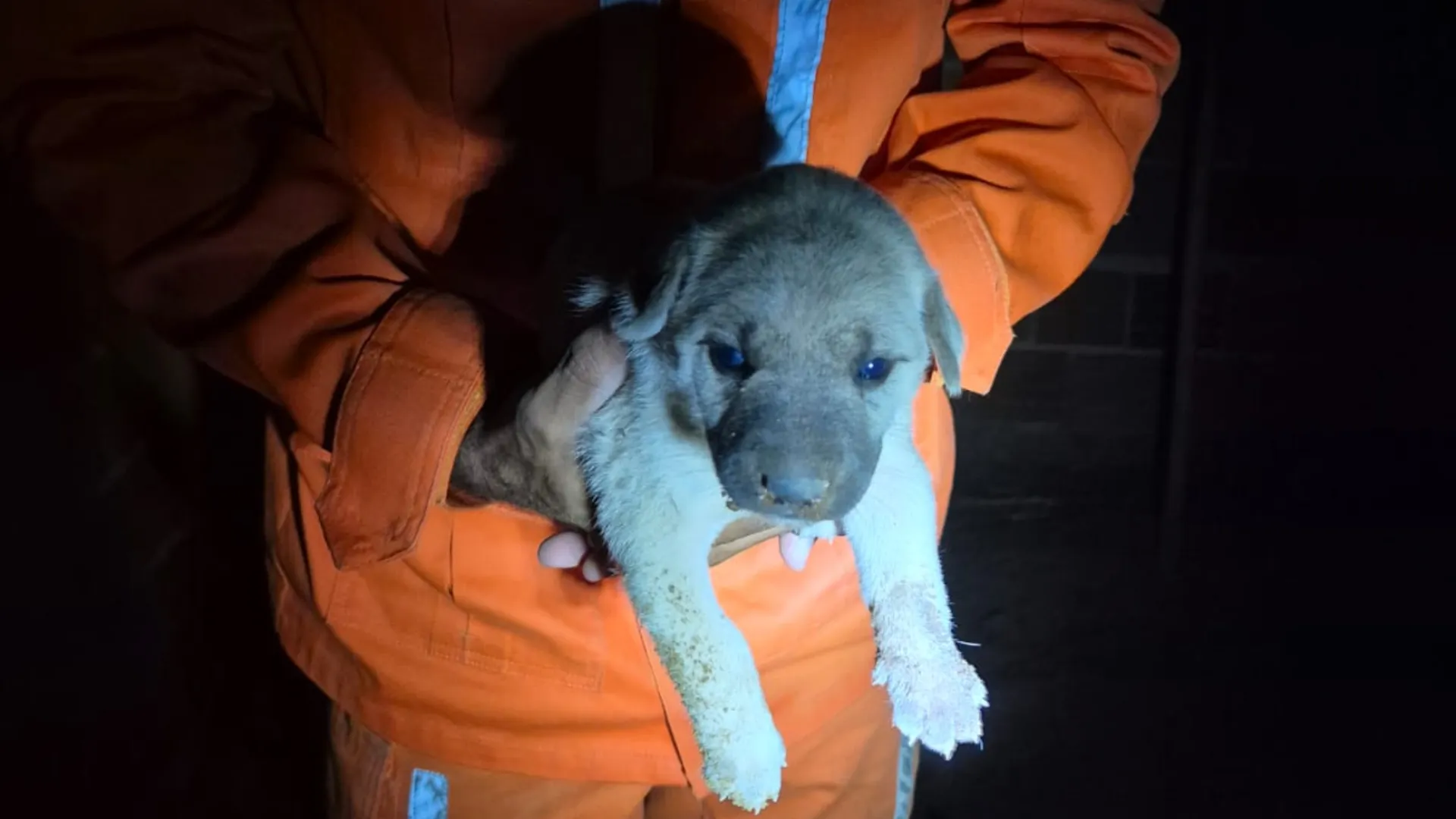 Filhotes resgatados por bombeiros