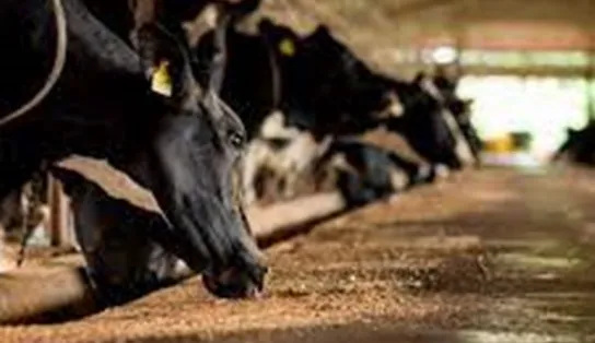 Projeto amplia a validade dos exames usados para transporte de animais