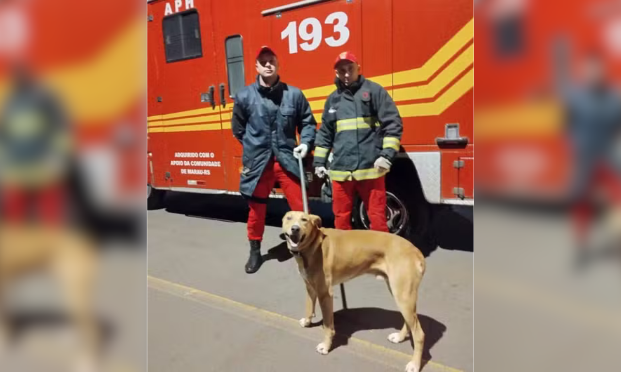 Cahorro Caramelo. Foto: Repdoução | Corpo de Bombeiros