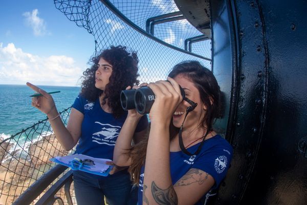 A temporada de observa&ccedil;&atilde;o de baleias jubarte coincide com a migra&ccedil;&atilde;o anual dos animais, que deixam a Ant&aacute;rtica em busca das &aacute;guas mais quentes do litoral brasileiro para acasalamento e reprodu&ccedil;&atilde;o/Foto: Enrico Marcovaldi/Projeto Baleia Jubarte 