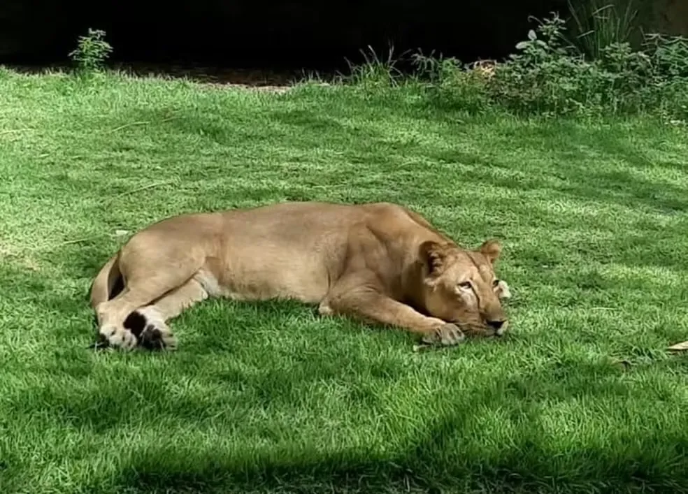 Leoa que matou jovem que invadiu zoológico não será sacrificada; entenda