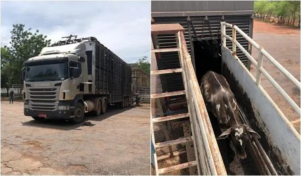 Carreta com 60 vacas sem documentação sanitária é apreendida na Bahia; animais serão sacrificados