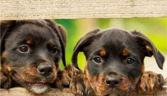 Rússia produz o primeiro lote de vacina contra a Covid-19 para animais