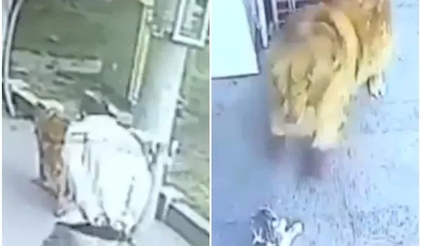 Vídeo: gato cai de prédio, deixa idoso desmaiado com o impacto e é encurralado pelo cão dele