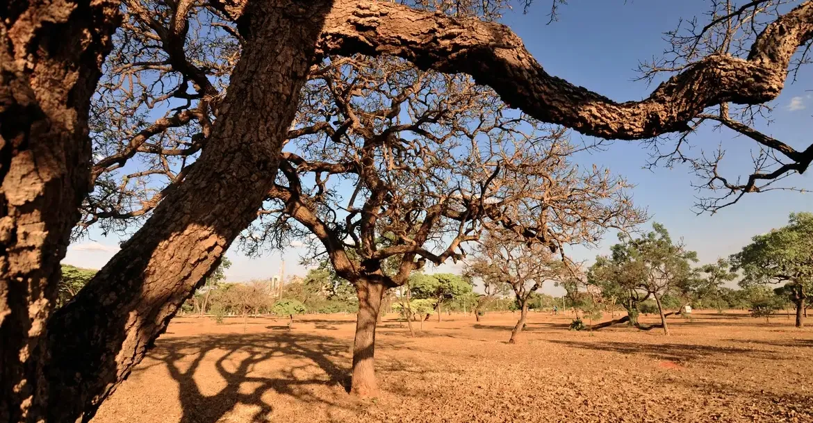 Com queda de 63,3%, Bahia é líder nacional em redução de desmatamento do cerrado