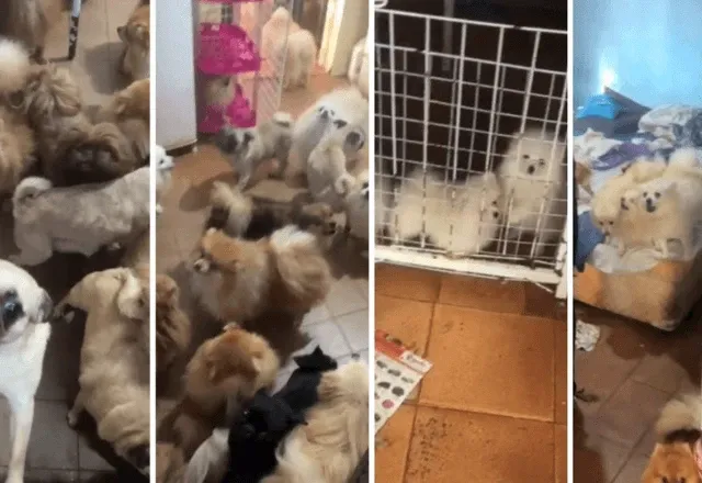 Polícia Militar resgata 72 cães mantidos em condições maus-tratos; veja 