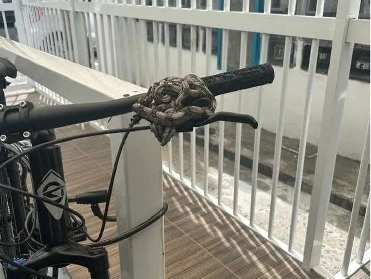 Seis jiboias são localizadas em bicicletário e assustam moradores de condomínio em Salvador