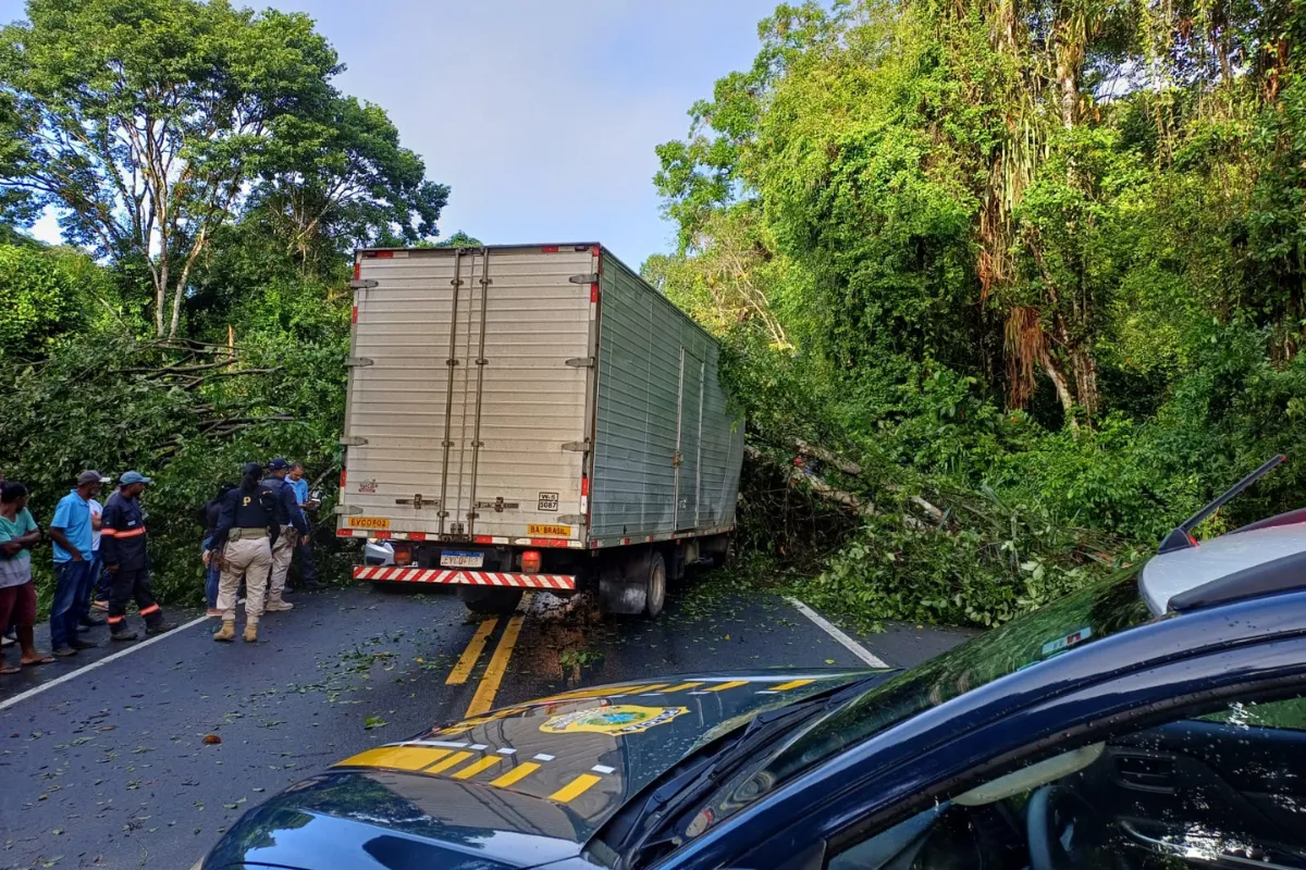 Árvore cai sobre caminhão na Bahia e deixa um morto e um ferido